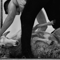 Sport Shearing