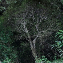 Silence