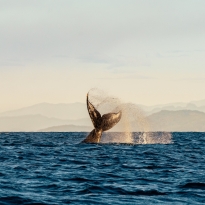 The fluke