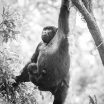 Gorilla - Hominidae