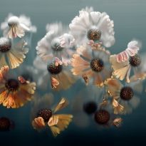 Dancing Heleniums
