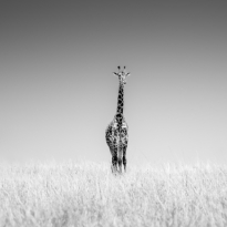 The Sentries