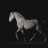 From the darkness