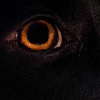 Eye of Horus