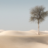 Desert Dreams