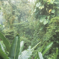 MONTEVERDE