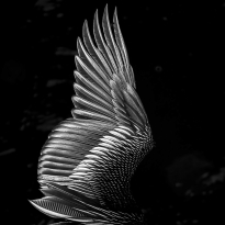 Wing