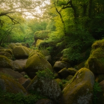 Wizard's forest
