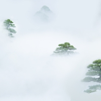 Pine Trees