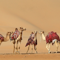 desert ships