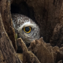 The Observer