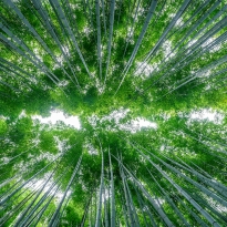 The Green Giants