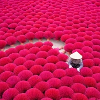 Red flower