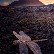 DRAGON-FLY