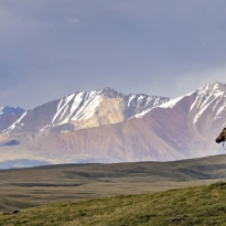 The Nomad