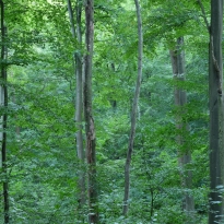 Greenscales