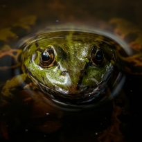 Look into my eyes