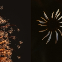 Signs Of Life
