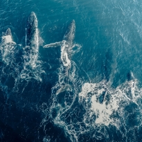 Migratory journeys