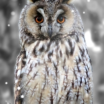The Owl 