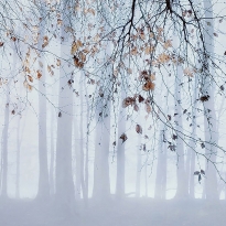 Forest Fantasies