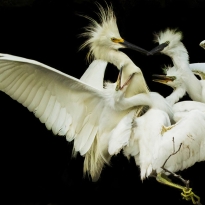 FEEDING FRENZY