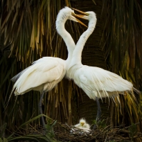 LOVE NEST