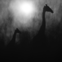 Shadows