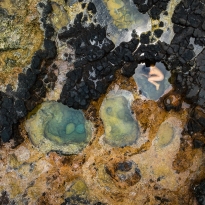 Hatchling