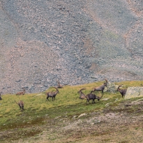Majestic Ibex