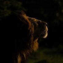 Big Cats