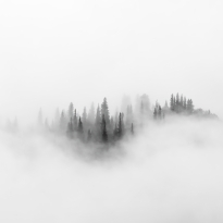 Misty forest