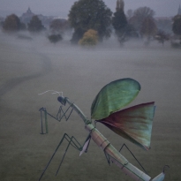 Mantis religiosa