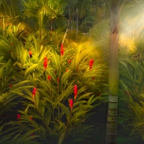 Jungle