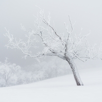 (untitled)