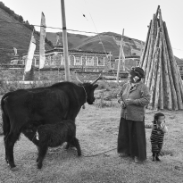 Mama Yak