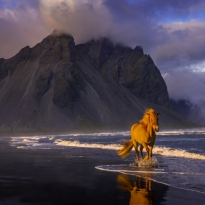 Golden Gallop