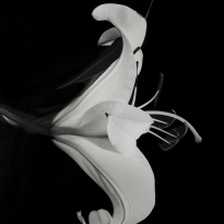 Floral Erotica