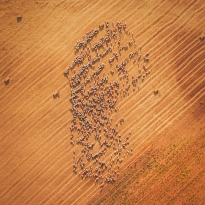 Cloud of Sheep