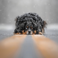 Serene Snowfall
