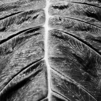 Soul of Our Skin
