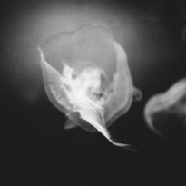 MEDUZA