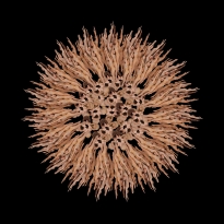Dancers' Flower #5