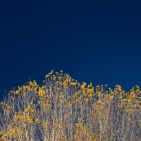 The last autumn leaves