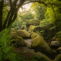 Ferns in the chaos