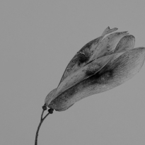 Ailanthus Altissima 