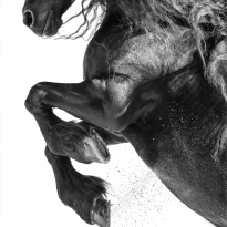 True Grit