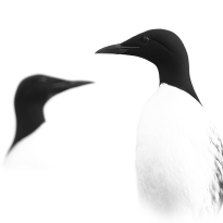 Avian conversation