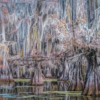 Magic of the Swamps