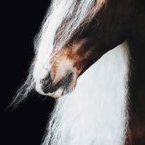 Hairy Contrast